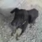 mi perra ya fallecida se llamaba laika y tenia 10 años cuando murio :(